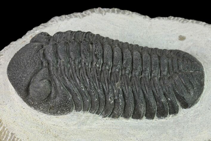 Morocops Trilobite - Morocco #137561